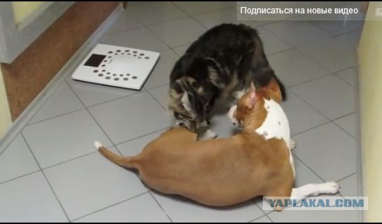 Собака убийца и кот тоже убийца