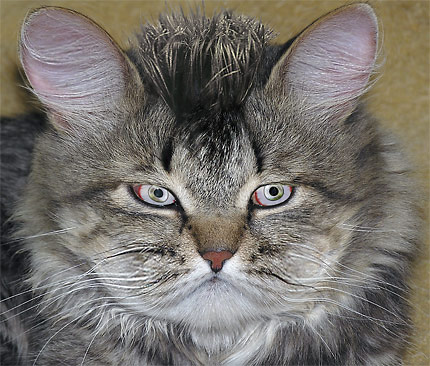 Коты, кошки, котята