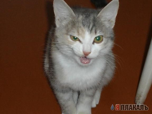 Коты, кошки, котята