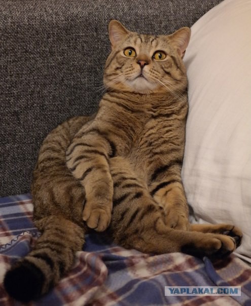 Котооо-о-о-вторник