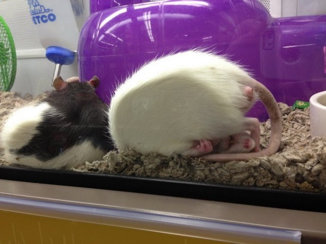 10 удивительных фактов о том, как спят животные