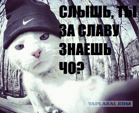 У меня грустные новости для соЯПовца. Слава Новиков тут есть?