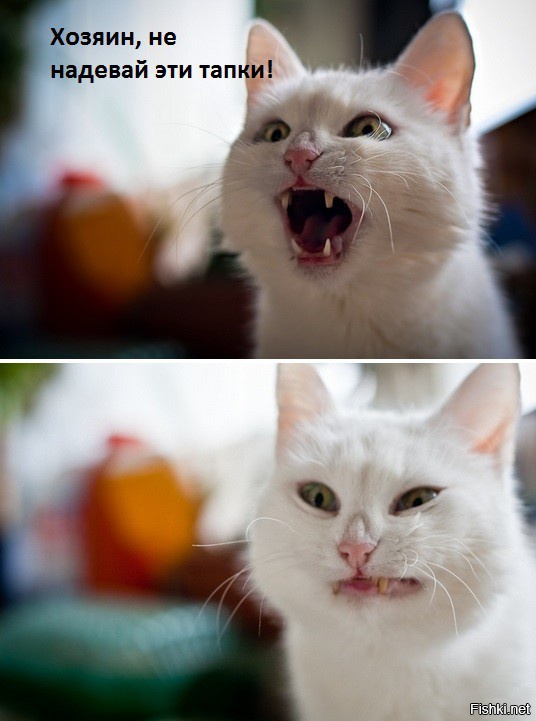 Прикольные картинки и демотиваторы