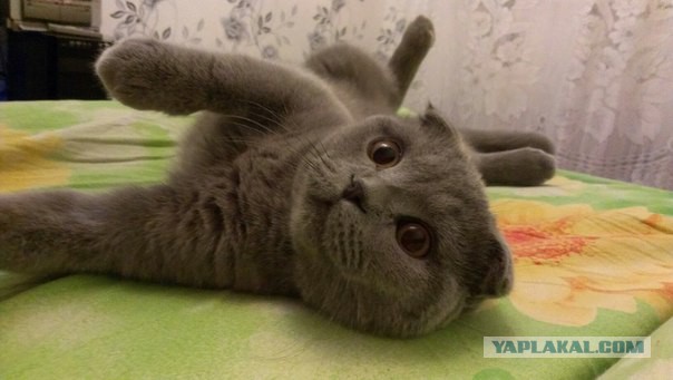 Не хочу убирать за котиком