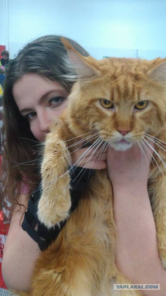 Как я вчера отбивалась от нападения