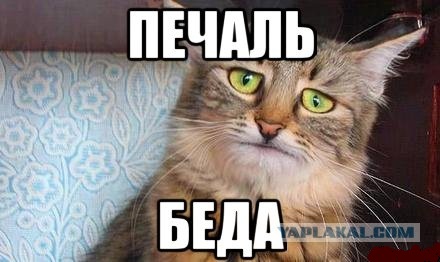 Начальник, который уху ел