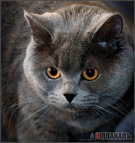 Коты, кошки, котята