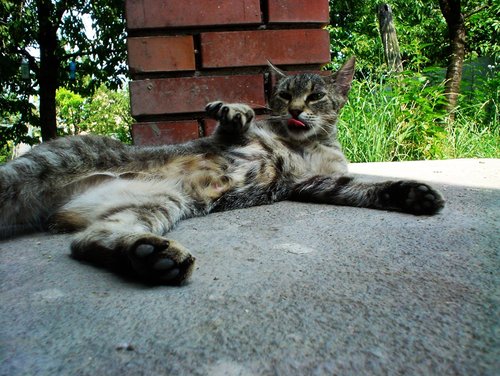 Вторничный котомёт