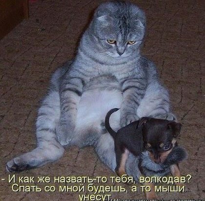 Мохнатые беспредельщики
