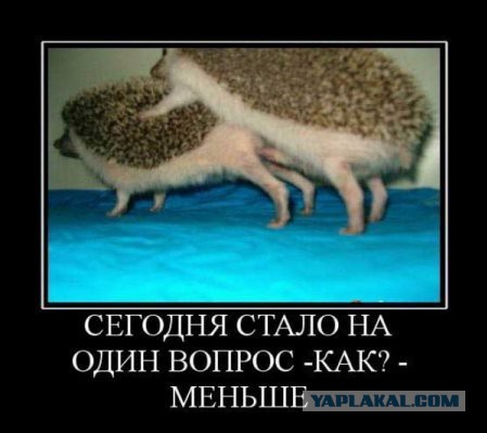 Животный секс