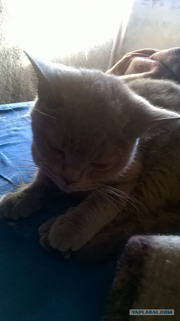 Котовторник 27.09.16