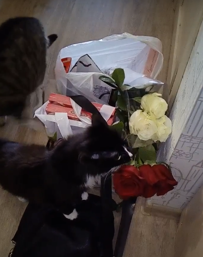 Котовторник 14.03.2017