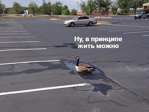Так жить нельзя: король Рязани