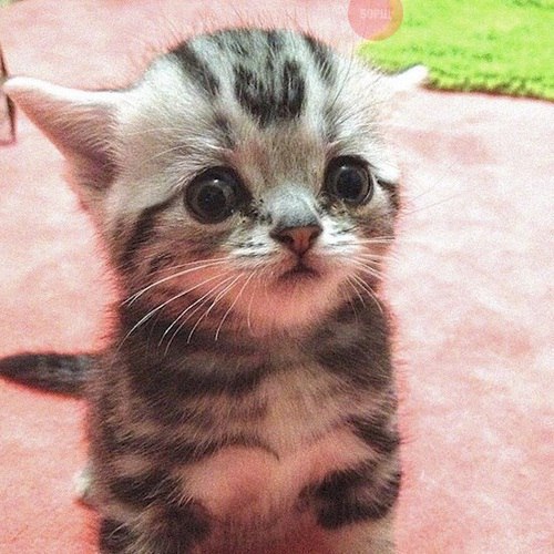Коты и Кошки