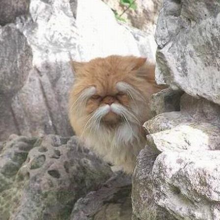24 кота, которые подняли дерзость на новый уровень