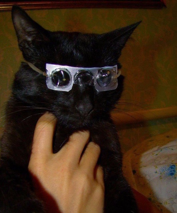 Коты и Кошки