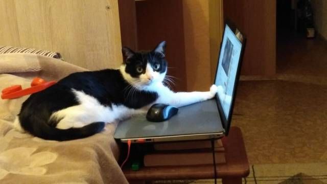 Коты и Кошки