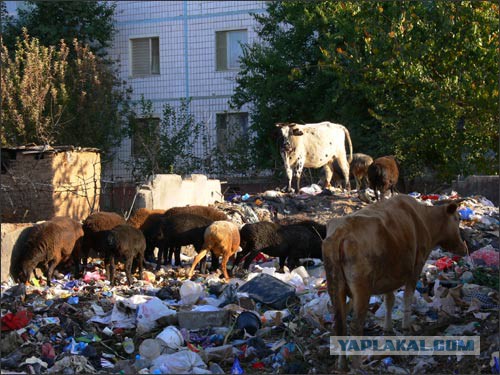 Узбекистан. Мои впечатления