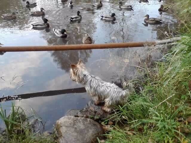 Живность из сети
