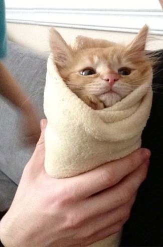 Прикольных котов пост