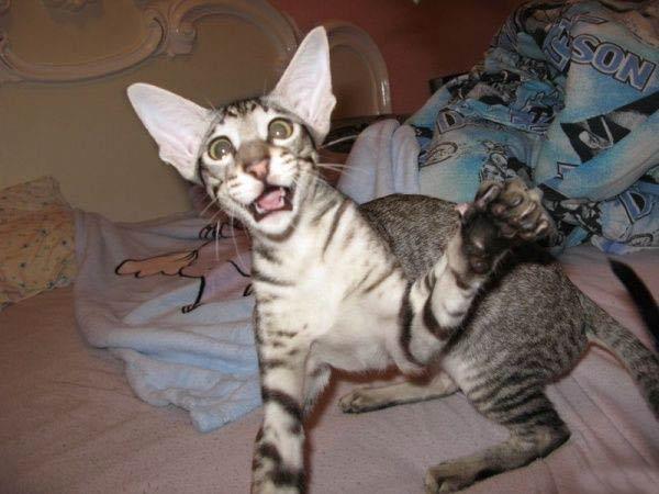 Котовторник на ЯПлакалъ (10.06.08), прикольные коты, добавляем свои!