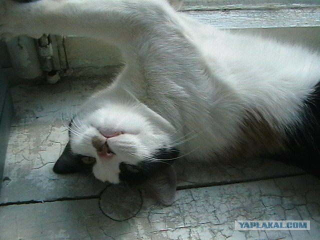 Кошачий язык
