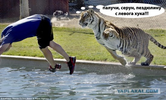 Кошки-мышки