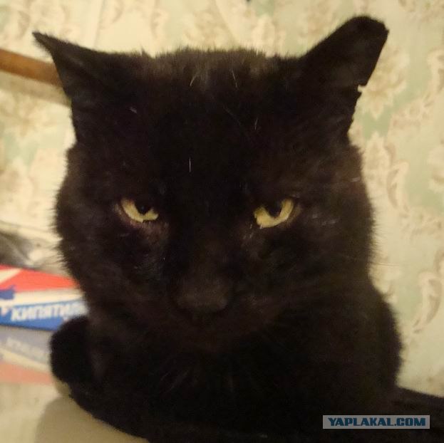 Котовторник - С праздником, котоводы!