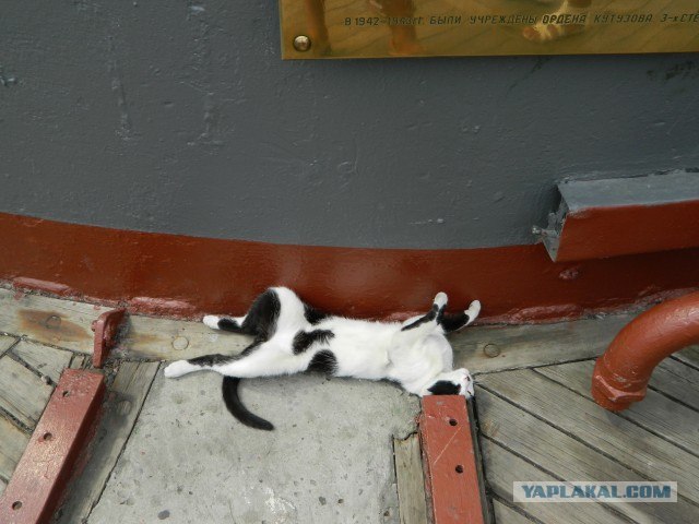 Котовторник 06.09.11