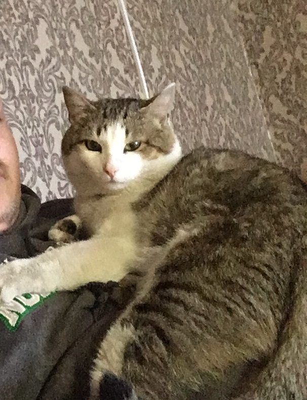 Котовторник 27.11.2018
