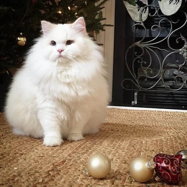 Прикольных котов пост