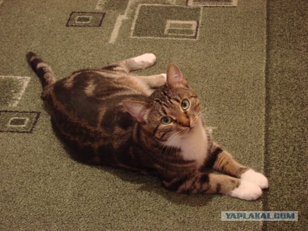 Котовторник! 13.03.2012