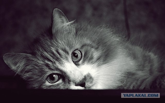 Котовторник 20.03.2012