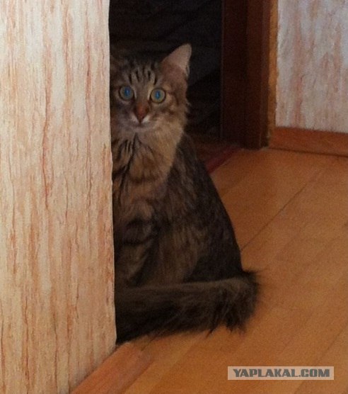 Котовторник 8 мая 2012