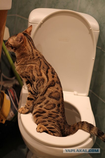Котовторник  12. 06. 2012