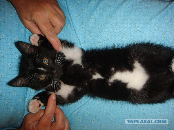 Котовторник  16.10.12