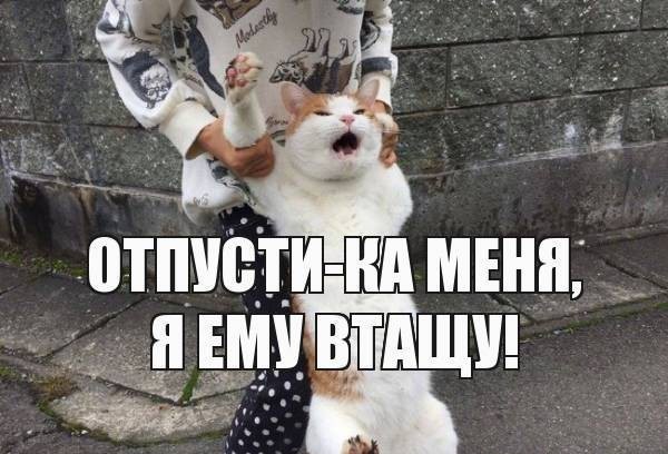 Что рассказывает виновница наезда на кота Шурика в Симферополе