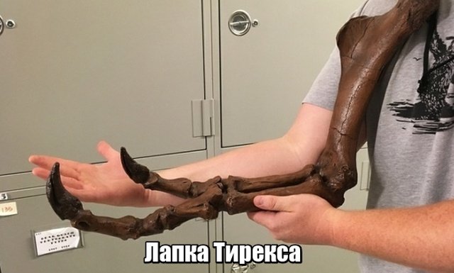 Прикольные картинки абавсём