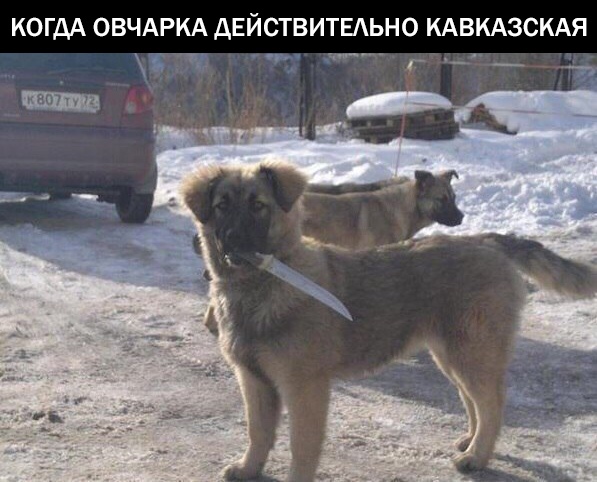 Картинок немного 25.12.19