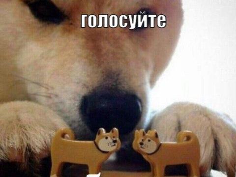 Голосуй или…