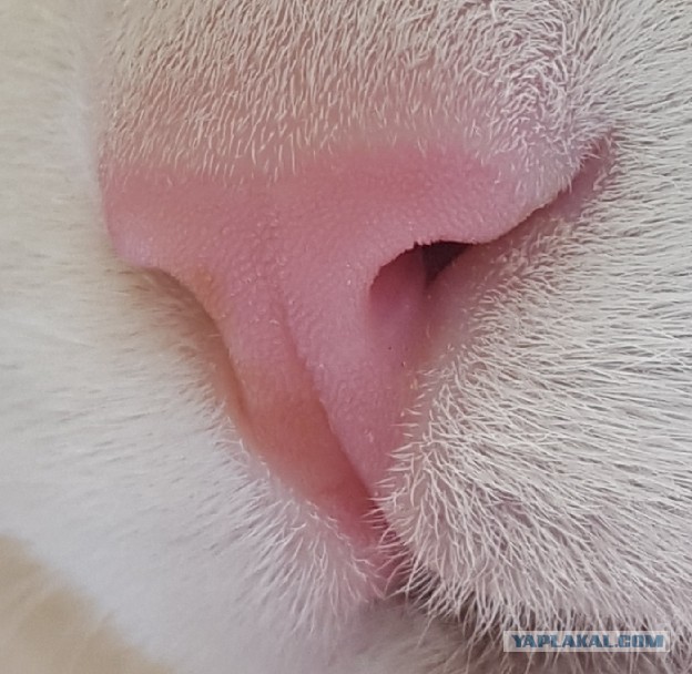 А котовторник уже начался?