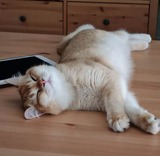 Хоба! Котовторник!