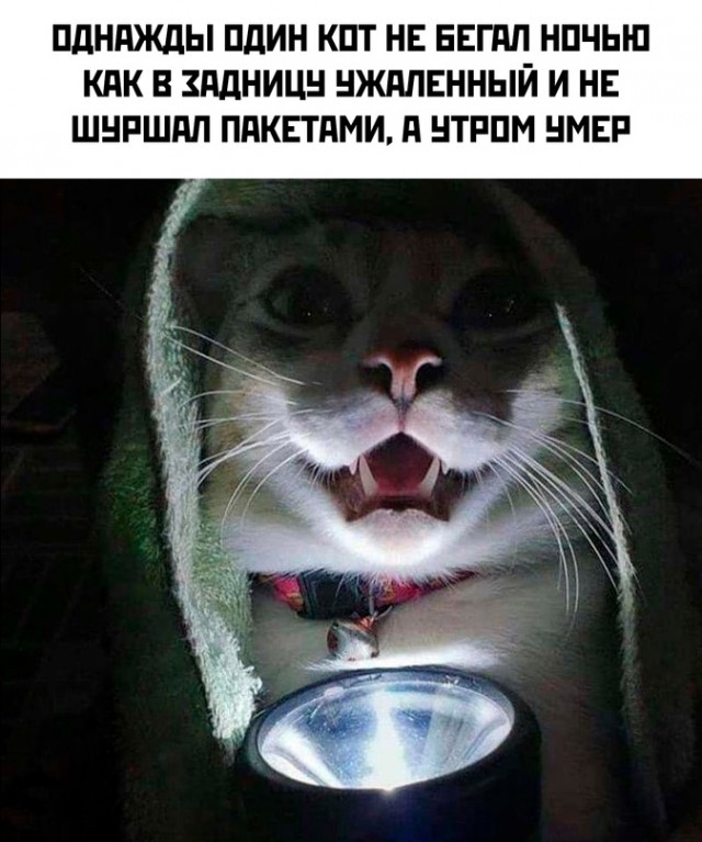 Весёлый полтишок 11.07.22