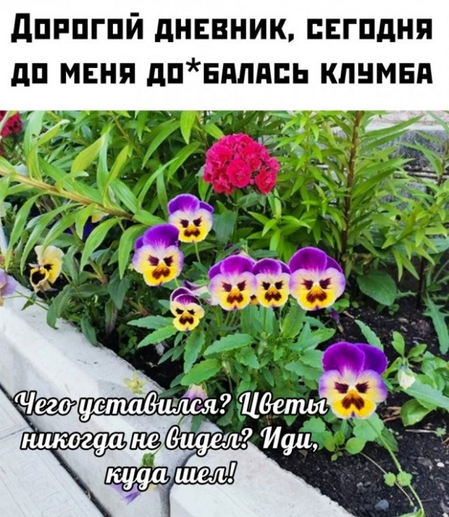 Картинки и мемы для настроения - 27