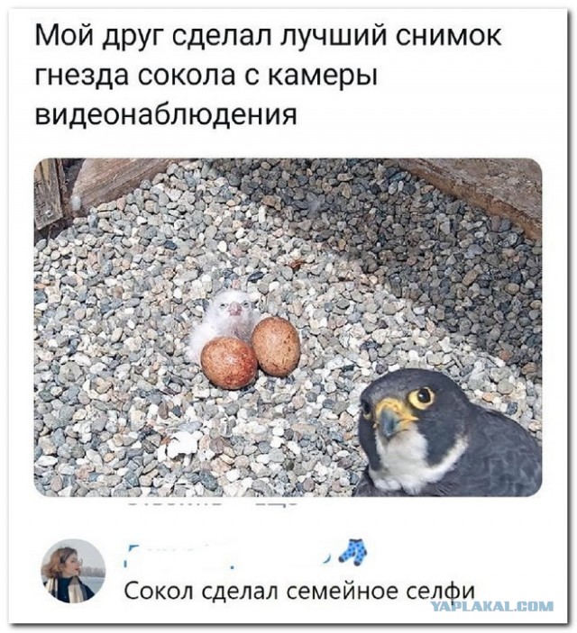 Забавные комментарии из социальных сетей (22.05.23)