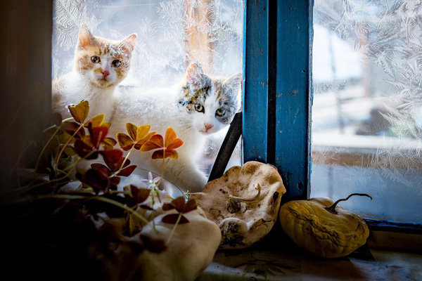 Коты деревенской породы