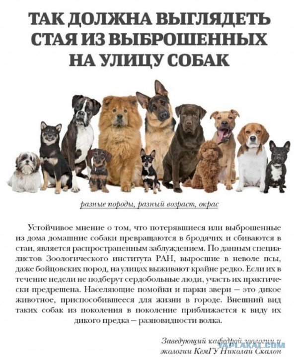 «Сняли скальп»: в поселке Чульман Нерюнгринского района на 12-летнюю девочку напала стая собак. Ребенок в крайне тяжелом состоян