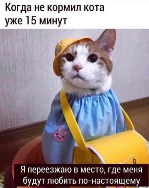 К котовторнику: подборка картинок-баянов с котиками и про котиков. Выпуск 8