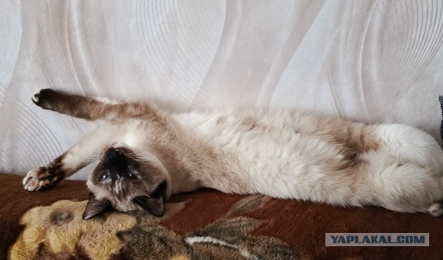 Котовторник! И я теперь дважды раб