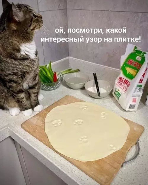 К котовторнику: подборка картинок-баянов с котиками и про котиков. Выпуск 40.